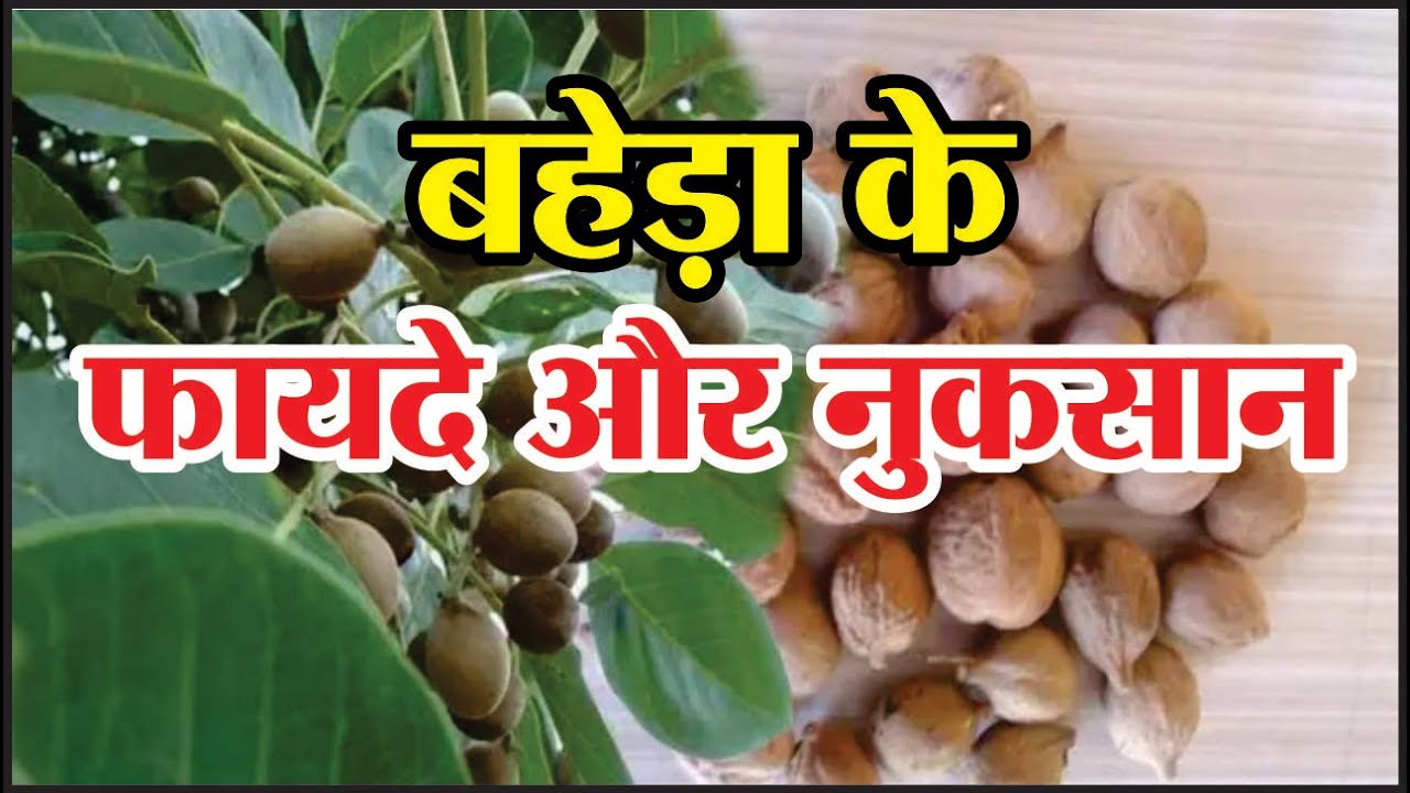 बहेड़ा के फायदे और नुकसान | Baheda ke fayde | Baheda benefits in hindi