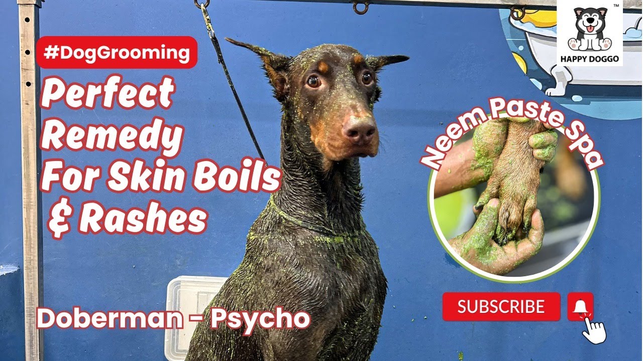 How to easily treat your dog suffering from skin allergies?🤔 #doberman  | Psycho #doggroomingtips