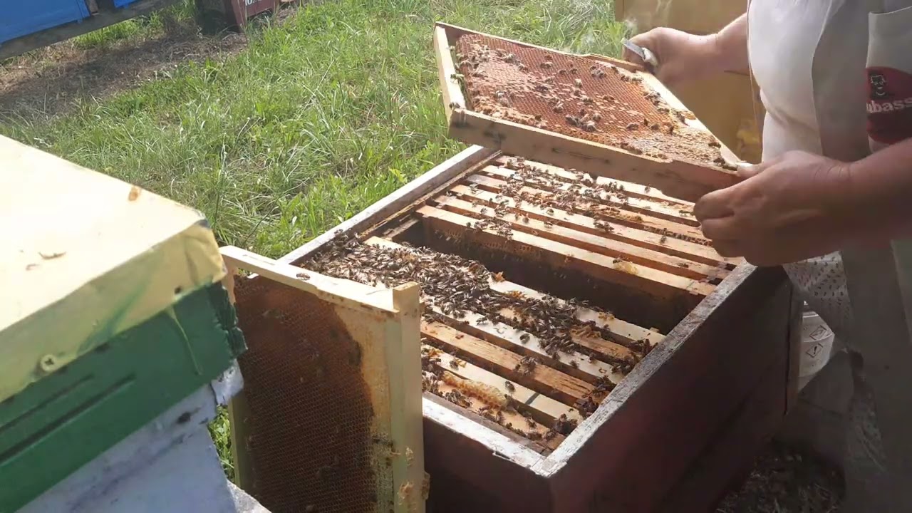 Albine  , botci frumoase și  regine tinere. 10.06.2022
