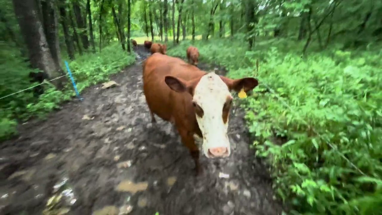 GranMan sets up and leads the #cows to our bottom meadow 20250629