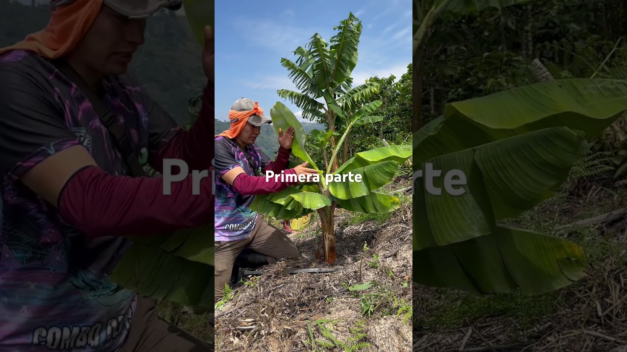 C&oacute;mo darle mejor manejo a tu cultivo de pl&aacute;tano