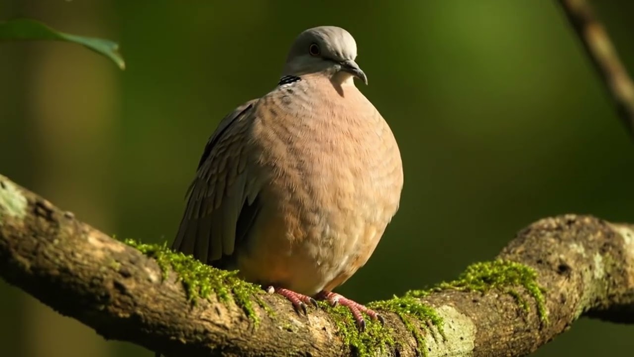 A Turtle dove chirping in forest with nature sound
