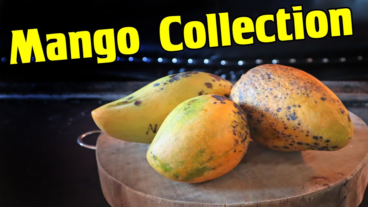 Trying Mangoes From The World's Largest Mango Collection (Angie, Nam Doc Mai, Florigon)