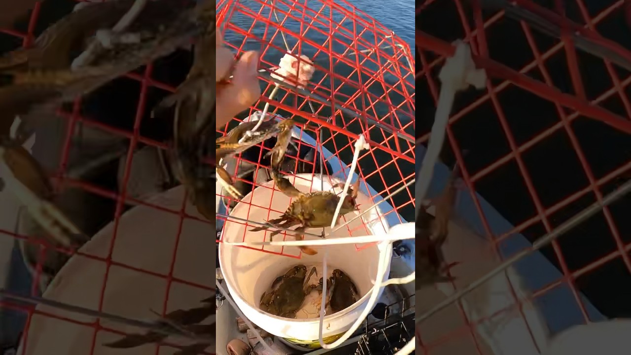 You Know It&rsquo;s GOOD When This Happens! Kayak CRABBING 🦀