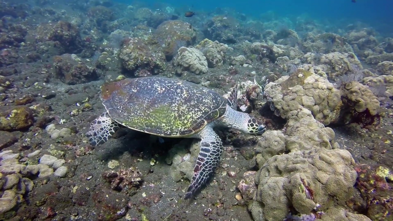 Bali 2019