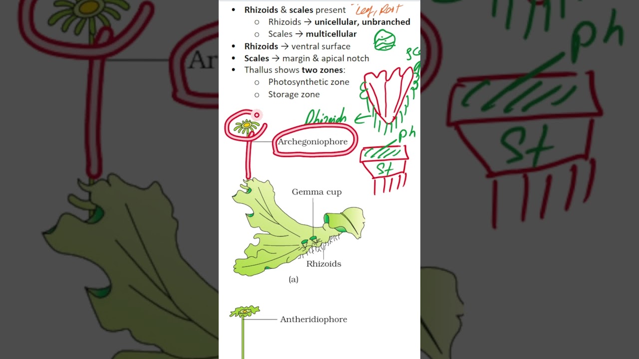 Liverworts – Last Minute Revision | NEET/CBSE/NCERT