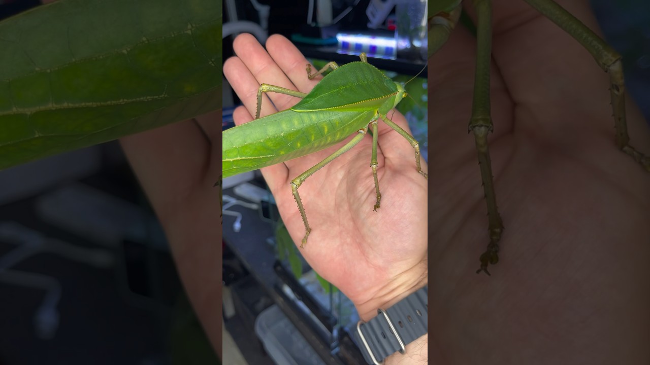 gigantic insects! #giantbug #giantlocust #insect #pokemon #shortswithzita #rock_n_insectes