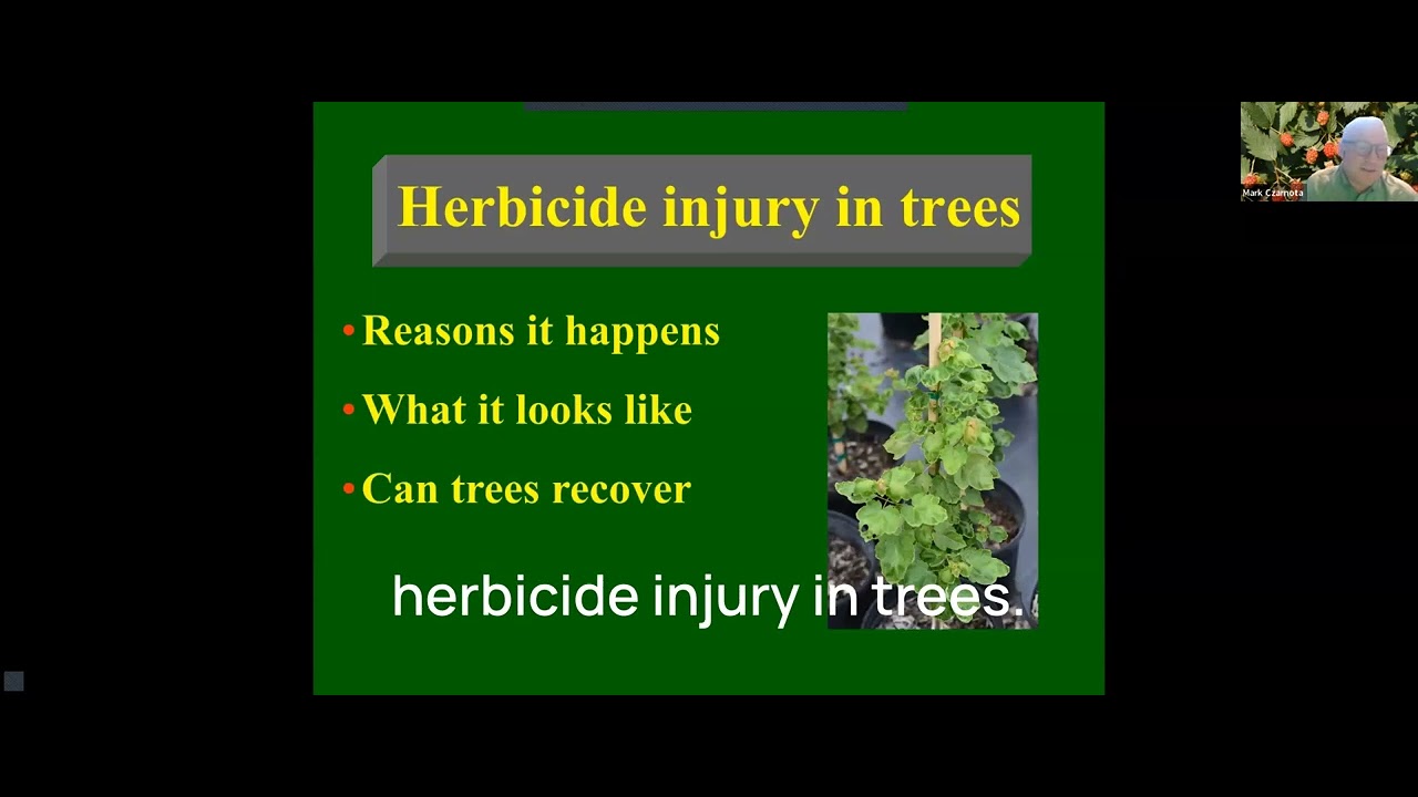 Webinar: Herbicide Damage in Trees