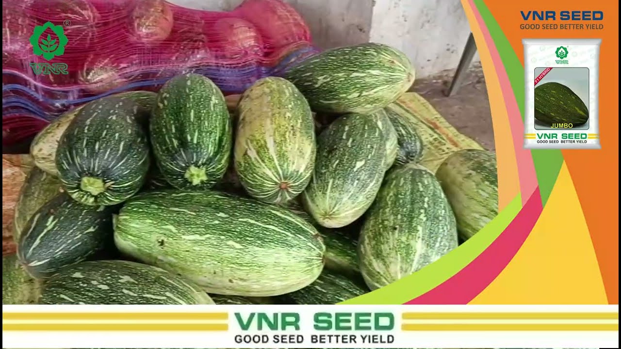Jumbo- Best Pumpkin Variety in long segment | VNR Seeds