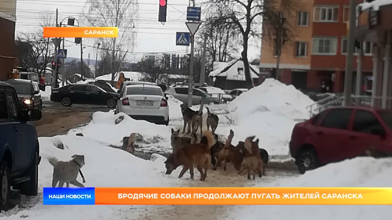 Бродячие собаки продолжают пугать жителей Саранска