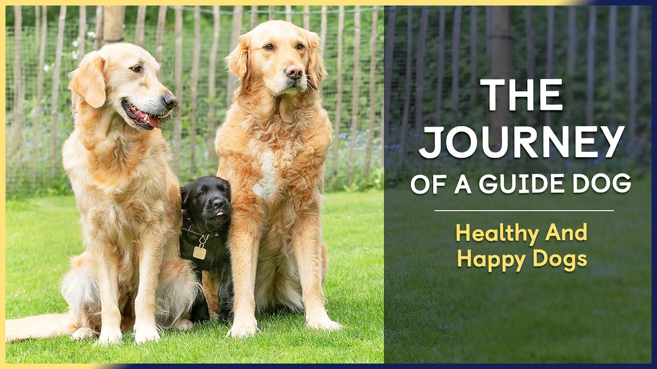 Healthy And Happy Dogs | Episode 11 | The Journey of a Guide Dog