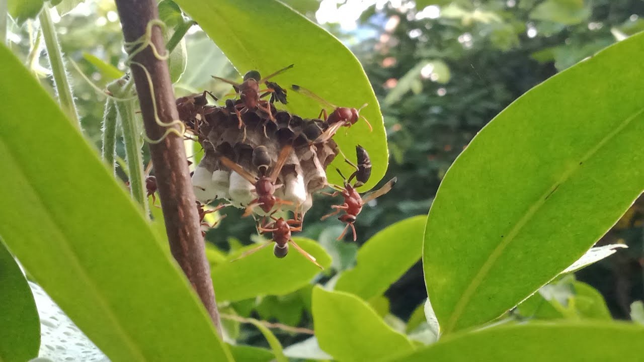 อัตราย!ที่หลายคนไม่รู้ เมื่อปลูกมะดันไว้ในบ้าน