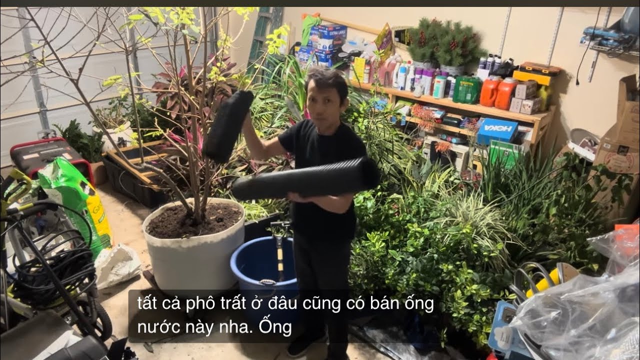 Chia sẻ kinh nghiệm về cây mãng cầu  vào đầu mùa Xuân 
