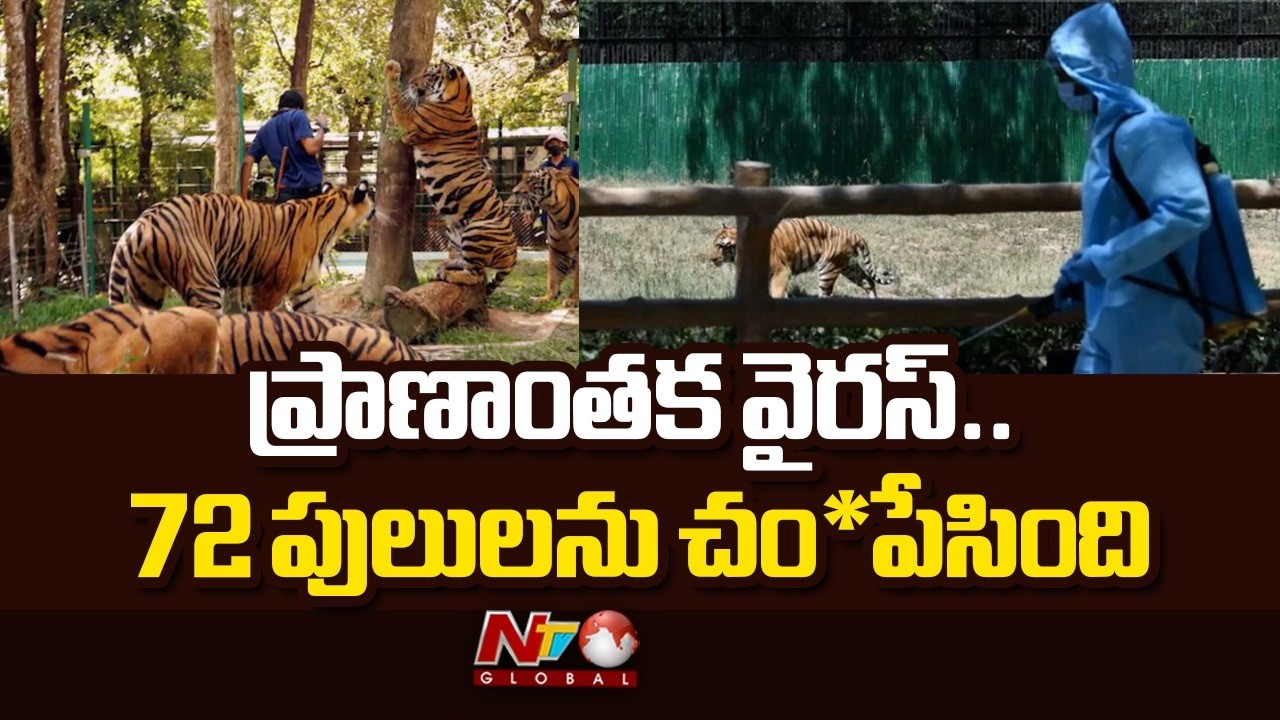 72 Tigers D*ie in Deadly Virus Outbreak in Thailand | NTV Global