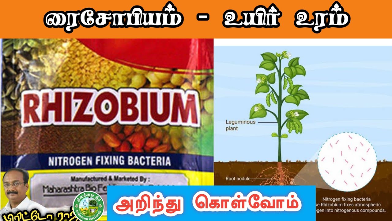 ரைசோபியம் பற்றி அறிந்து கொள்வோம் || #Rhizobium BioFertilizer in Tamil