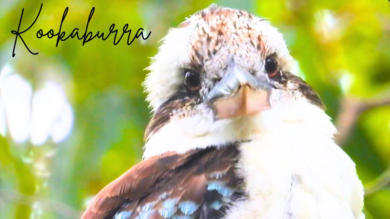 Laughing Kookaburra | Australian Classic Birdlife