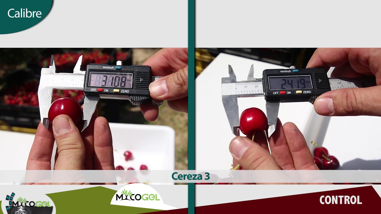 Ensayo de mycogel en cultivo de cereza