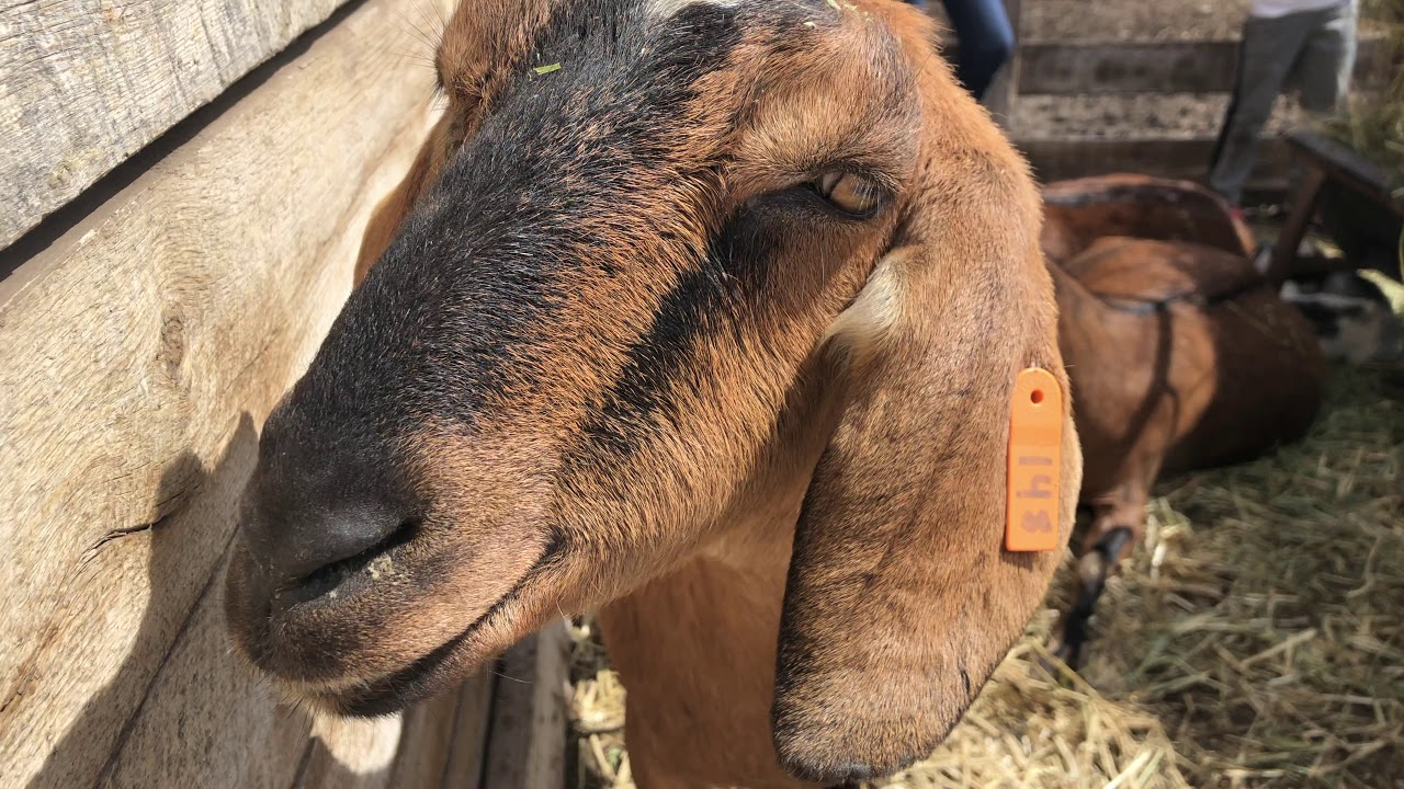 American West Heritage Center( Baby Animal Days)