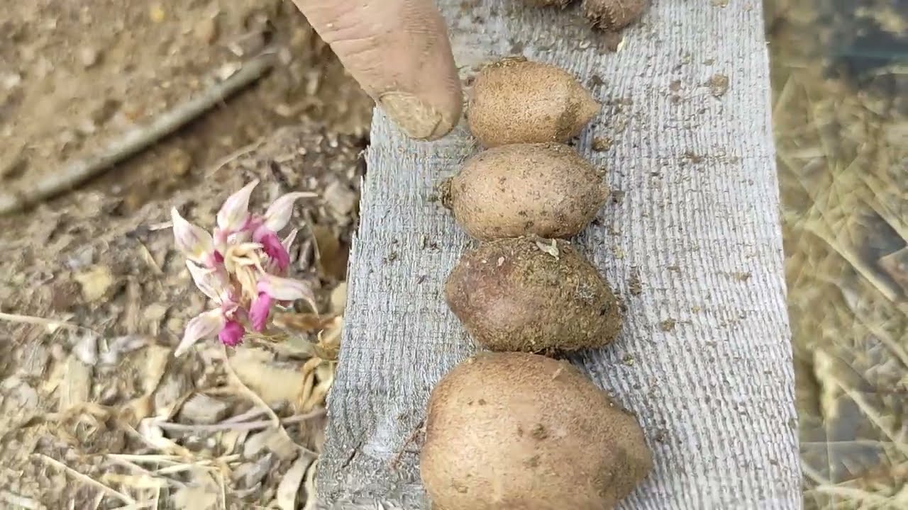 Salep Hasadı Günü 3 - Yumru Yarışması