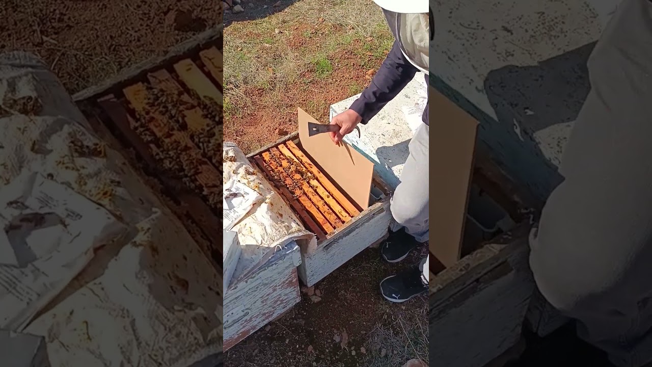 Adana Kozan arılıkta zaman kuş olup uçuyor mübarek #adana #kozan #keşfet #arıcılık #arı 