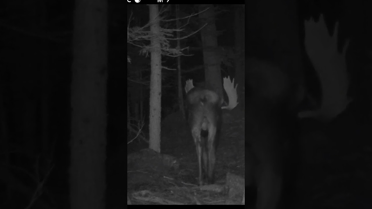 Big Boi. #cameratrap #gamecamera #trailcam #tech4wildlife #moose #mooseantlers