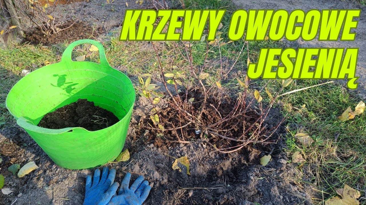 Jak zadbać o krzewy owocowe jesienią. Cięcie, nawożenie, podlewanie
