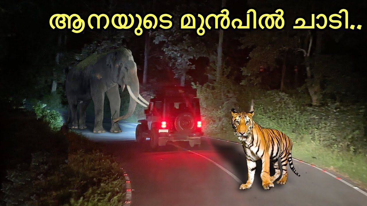 വയനാട്ടിലെ ആനയും കടയവയും... കാടിന്റെ ഉള്ളിൽ താമസവും.. |Fishing Freaks