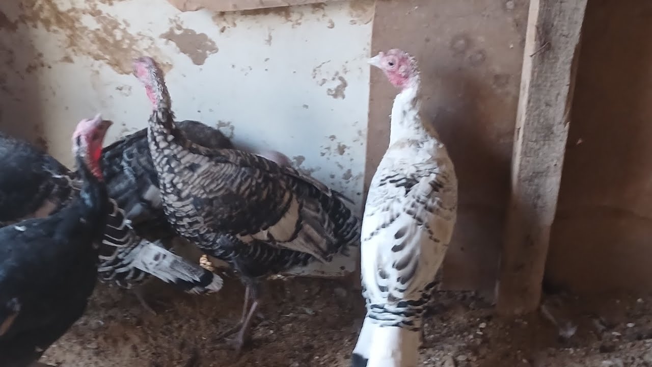 Induklarda ko'p uchraydigan ko'z shamolloshi sinusitni davolash