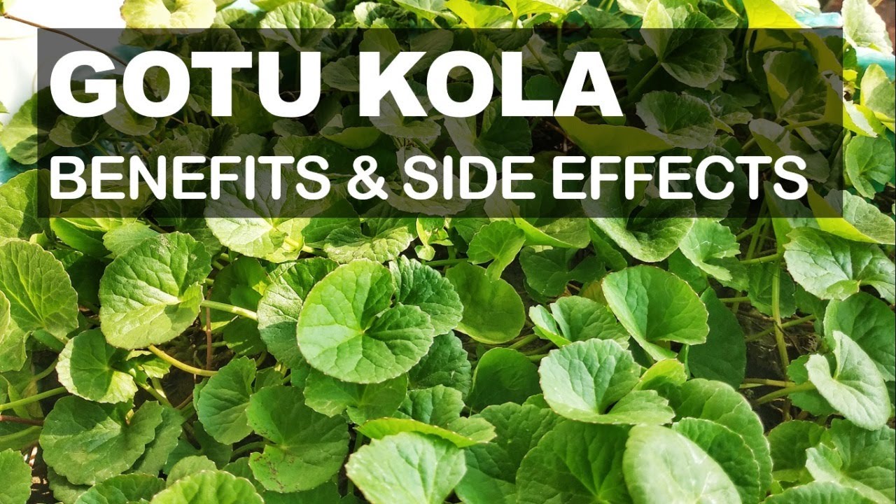 Gotu Kola Health Benefits and Possible Side Effects
