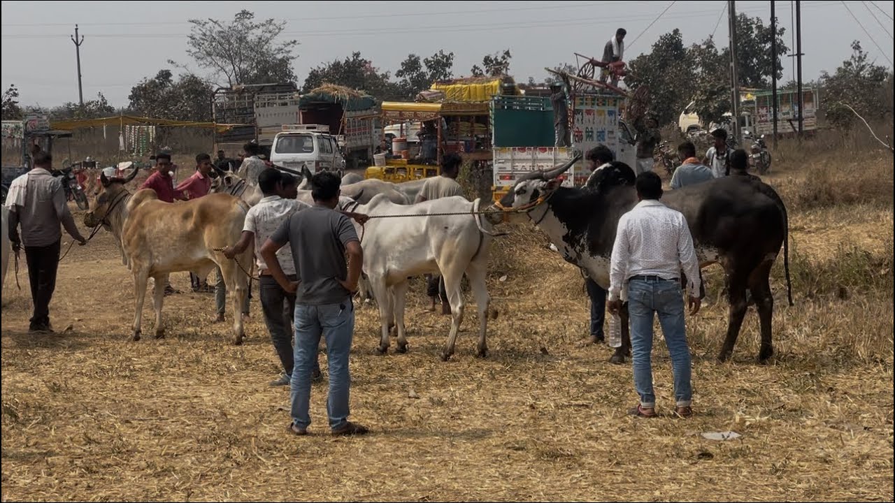 पोहरा पट दुशऱ्या दिवश मध्ये आलेल्या जोड्या MP… चिमटा 