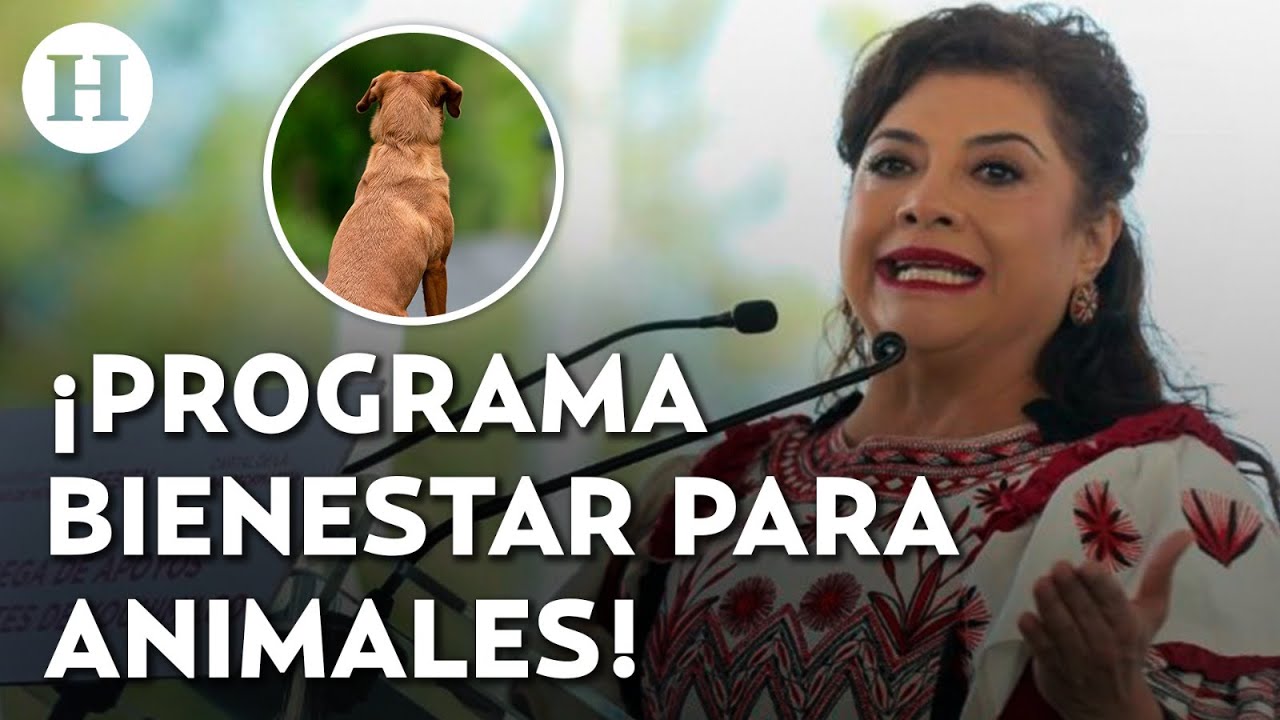 ¡Adopción, vacunación y esterilización! Gobierno de la CDMX anuncia plan de bienestar animal