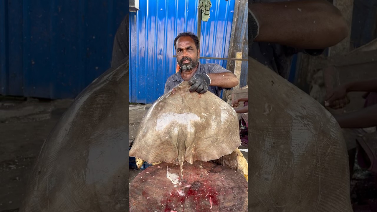 STING RAY FISH CUTTING🐠🔥 #kasimedu #fishcutting #skills #seafood #fishing #fish #vmfishcutting