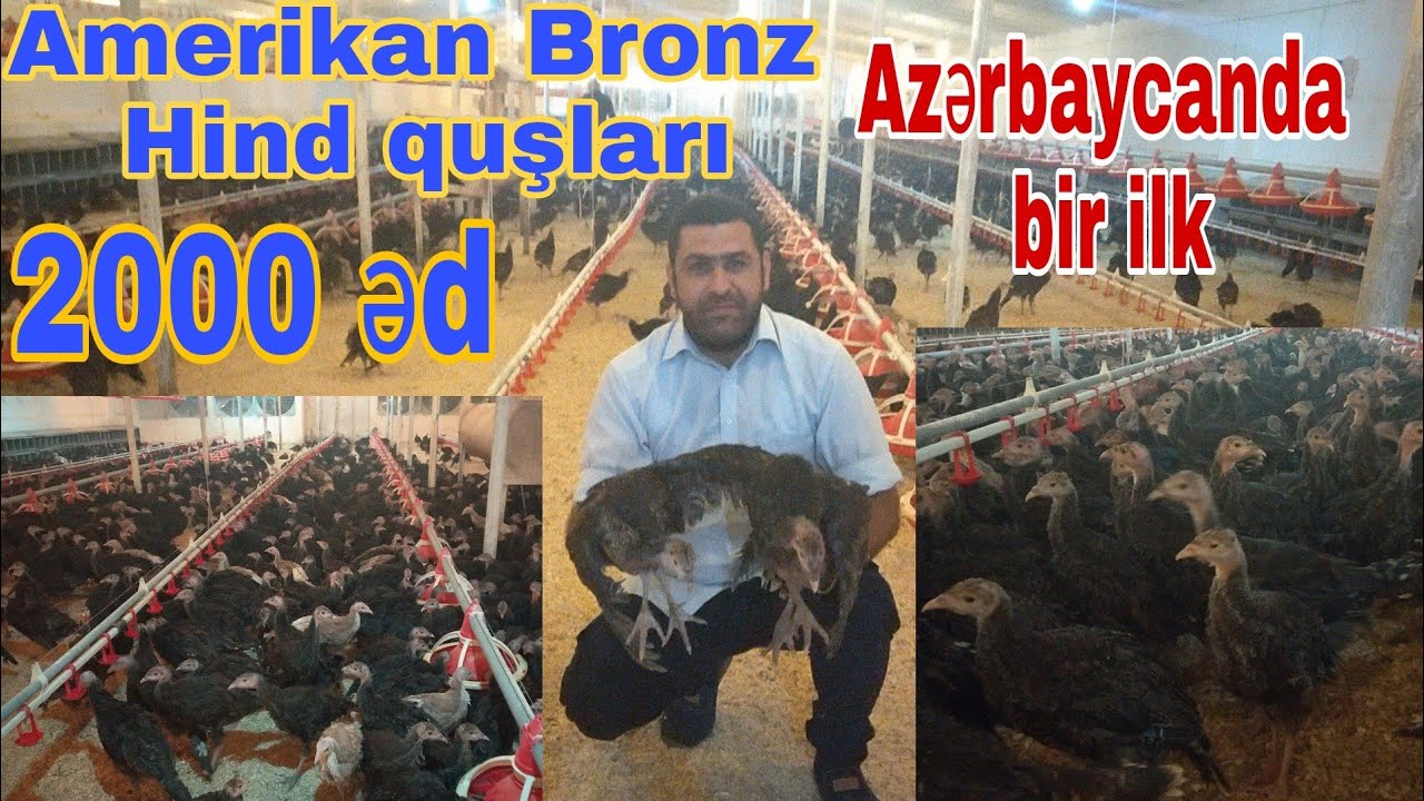 Amerikan Bronz Hind quşları #amerikanbronzhinduskalari