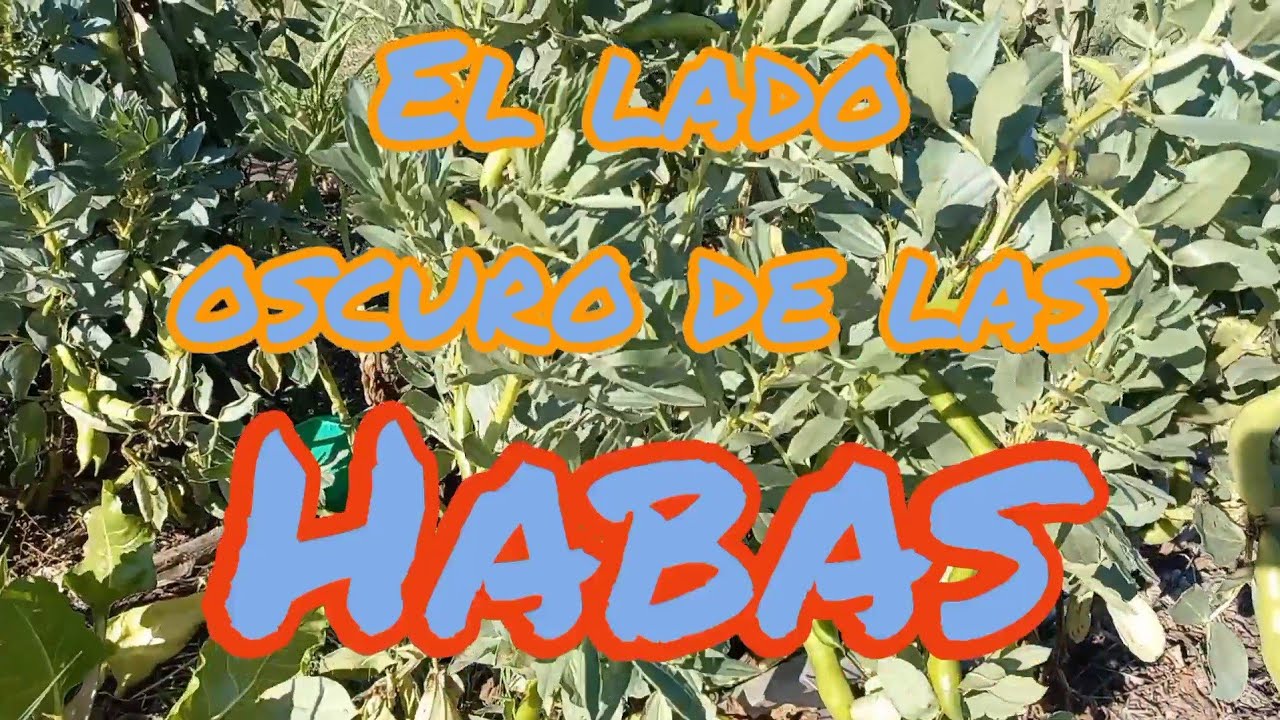 El lado OSCURO de las HABAS [Cosecho y te muestro una receta] - Crear y Sembrar