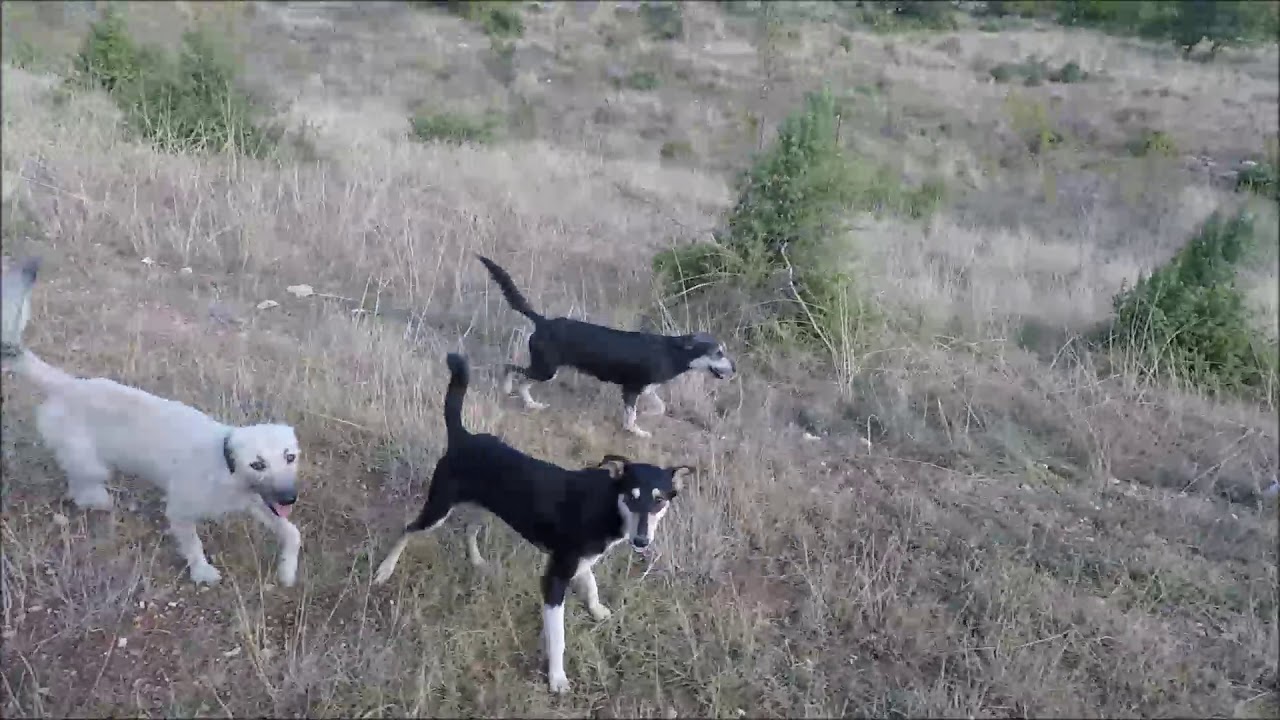 Mercedes Benz 250GD Wolf in Greece: Lake Begoritida