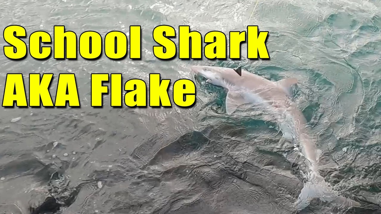 Portland Victoria Big School Shark caught by a local Portland break wall fishing // Random whale