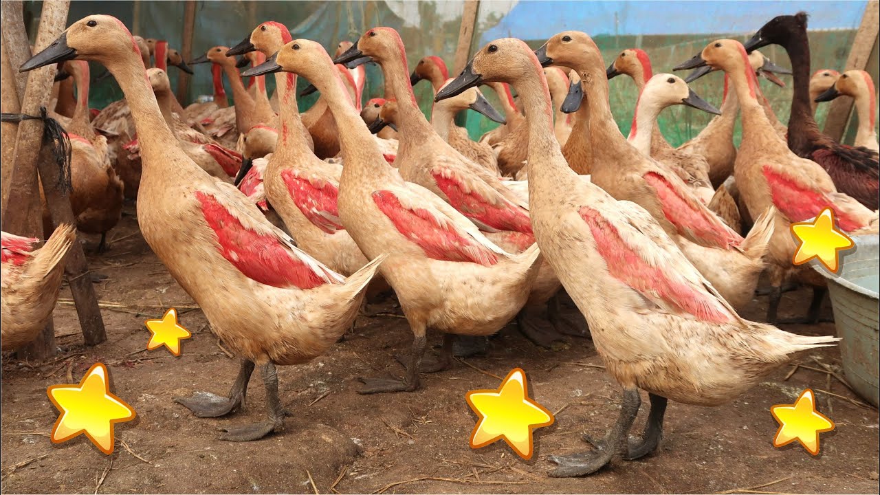 BEBEK , BEBEK BERENANG DI KALI , BEBEK BERENANG DI SUNGAI , BEBEK ADUS KALI NUTUTI SABUN WANGI BAPAK