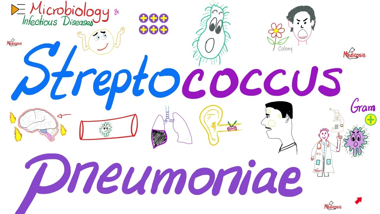 Streptococcus pneumoniae (пневмококки) | Плейлист «Микробиология 🧫 и инфекционные заболевания 🦠»