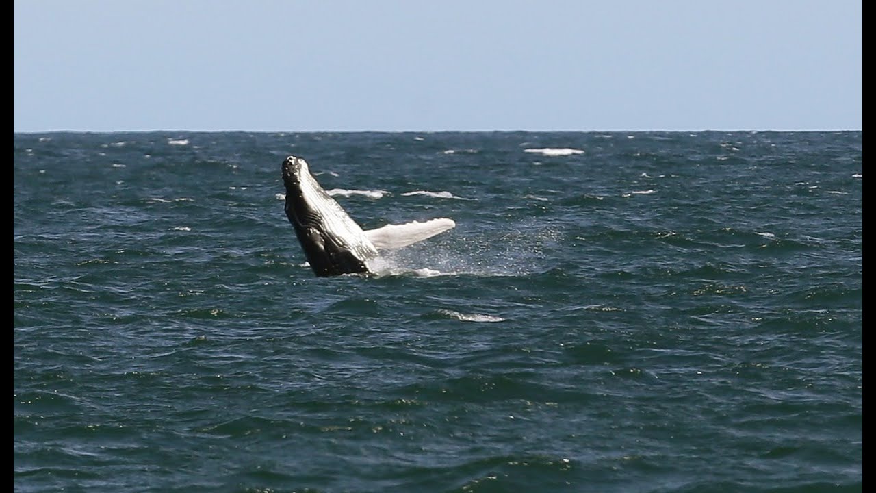 Whale calf freed from Gold Coast shark nets