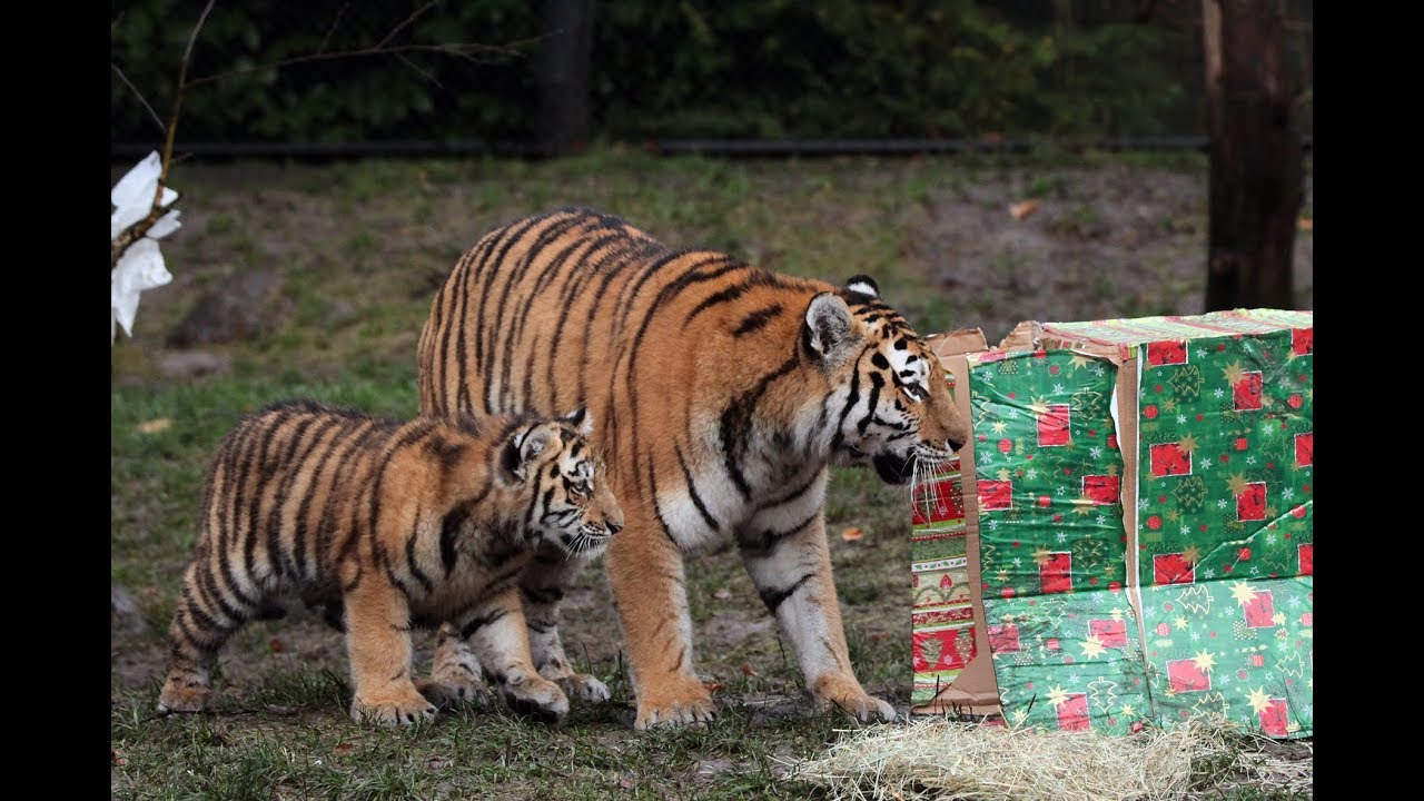 Weihnachten bei den Tigern