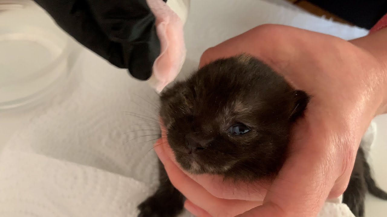 Gözü Mikrop Kapan Kedi Nasıl Tedavi Edilir I Yavru Kedi Göz Enfeksiyonu ve İltihabı Nasıl Temizlenir