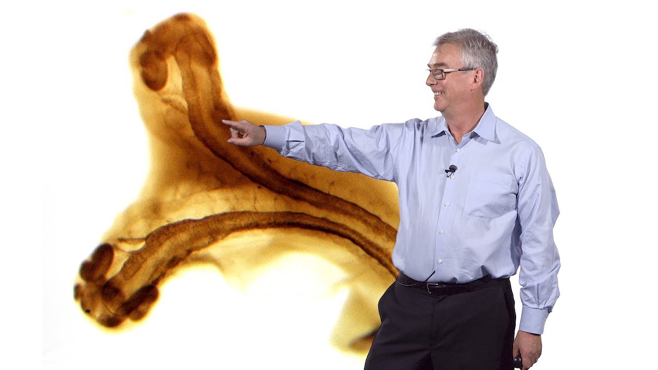 Richard Harland (UC Berkeley) 3: Early Frog Development: How to Make a Tadpole or a Twin