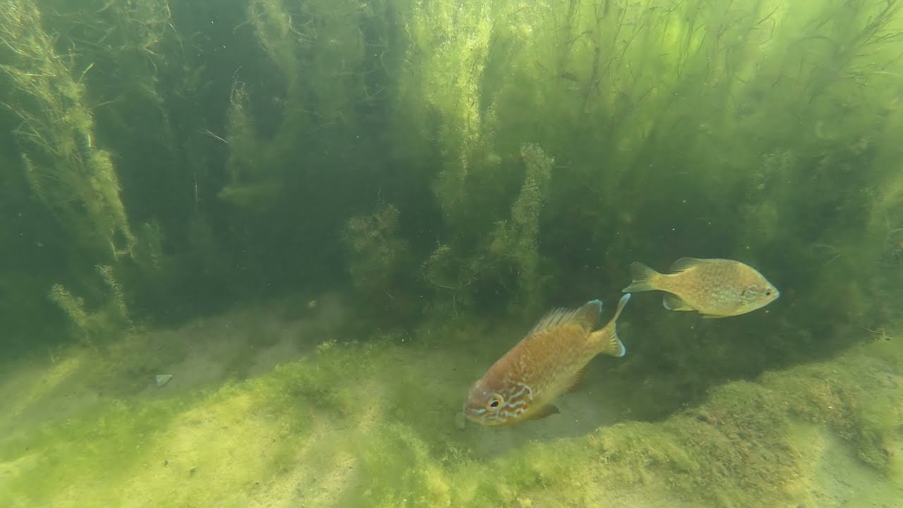 Sonnenbarsche in der Donau