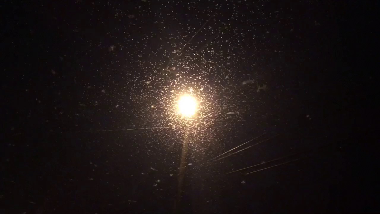 Termites swarm in New Orleans