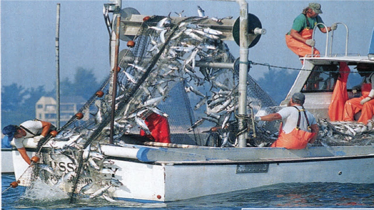 The Best Net Fishing - Fishermen Catch A Lot Of Fish With Net Fishing