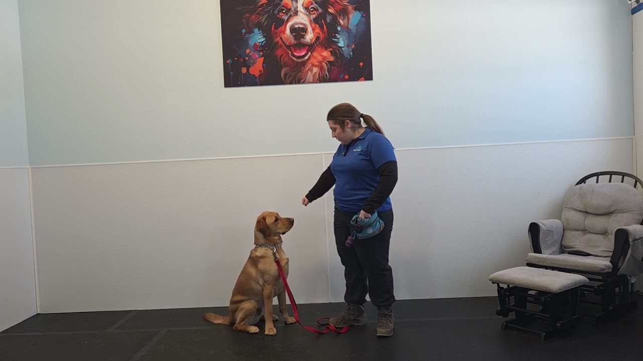 Ray the Yellow Labrador Retriever | Leave It Foundations | Week 2 Day Train at Best Paw Forward