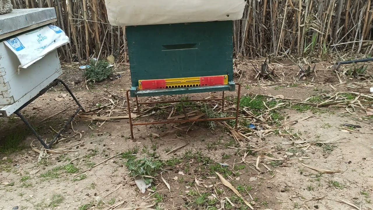 كيفية التعامل مع خلايا النحل القوية