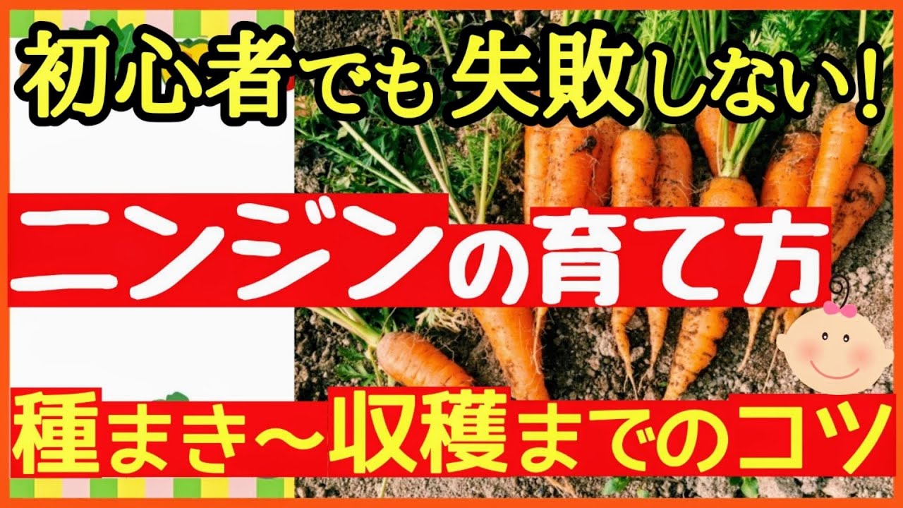 【ニンジン栽培の基本】初心者でもたくさん収穫できる最強の育て方・プランター栽培！種まき～収穫までのコツ♪家庭菜園・人参の育て方