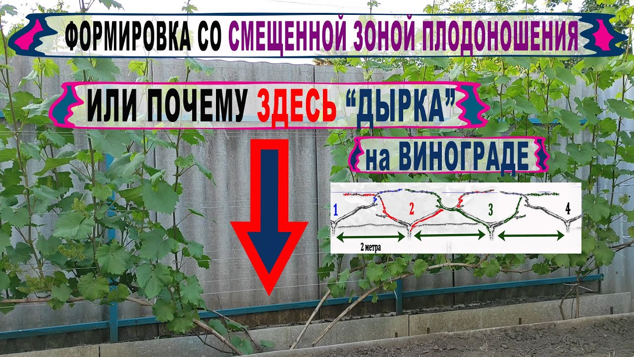 🍇 Почему ЭТО на винограднике совсем не  