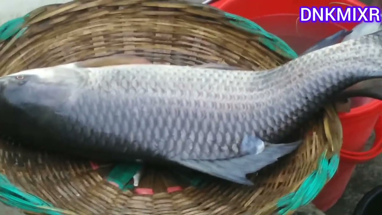 আজকে অনেক বড় সাইজের আইর মাছ ইলিশ মাছ বোয়াল মাছ উঠেছে মৈনট পদ্মা নদীঘাটে।